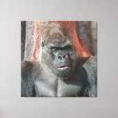 Iconische Silverback - Oumbi onthuld Canvas Afdruk (Voorkant)