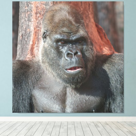Iconische Silverback - Oumbi onthuld Canvas Afdruk (Insitu (Houten vloer))