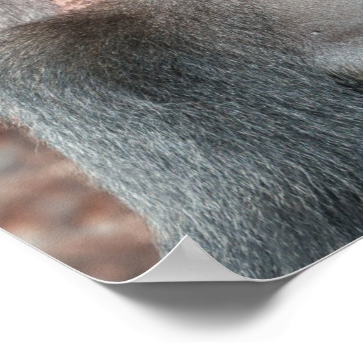 Iconische Silverback - Oumbi onthuld Poster (Hoek)