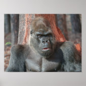 Iconische Silverback - Oumbi onthuld Poster (Voorkant)