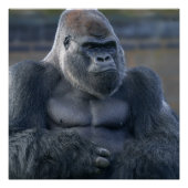 Iconische Silverback Oumbi Perfect Poster (Voorkant)