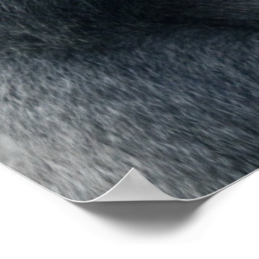 Iconische Silverback Oumbi Poster (Hoek)