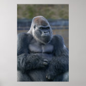 Iconische Silverback Oumbi Poster (Voorkant)