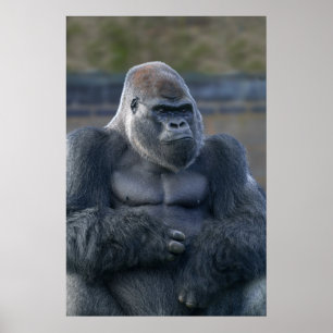 Iconische Silverback Oumbi Poster