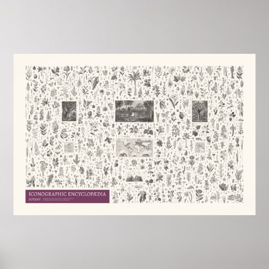 Iconografie - Botany Poster (Voorkant)