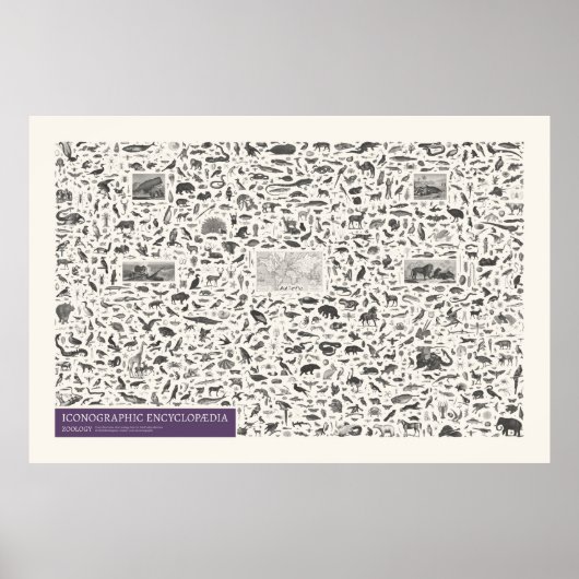 Iconografie - Zoologiegetallen Poster (Voorkant)