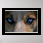 Icy Blue Canine Eyes Poster (Voorkant)