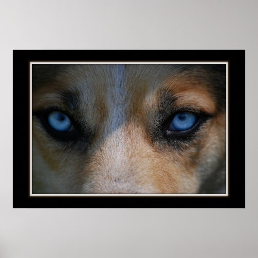 Icy Blue Canine Eyes Poster (Voorkant)