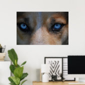 Icy Blue Canine Eyes Poster (Thuiskantoor)