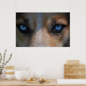 Icy Blue Canine Eyes Poster (Keuken)