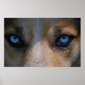 Icy Blue Canine Eyes Poster (Voorkant)