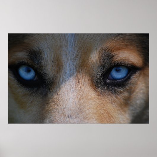 Icy Blue Canine Eyes Poster (Voorkant)