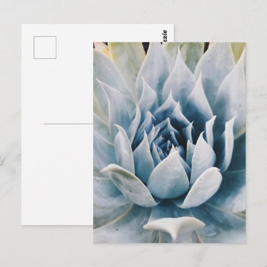 Icy blue succulent briefkaart (Voorkant / Achterkant)