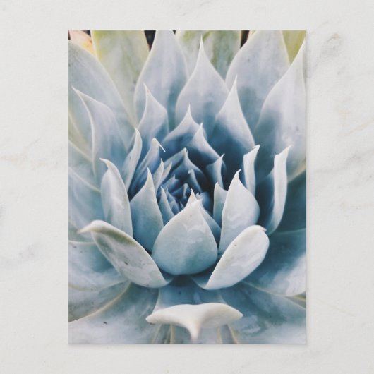 Icy blue succulent briefkaart (Voorkant)