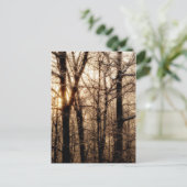 Icy Braches op Sunset Briefkaart (Staand voorkant)