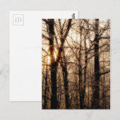 Icy Braches op Sunset Briefkaart (Voorkant / Achterkant)