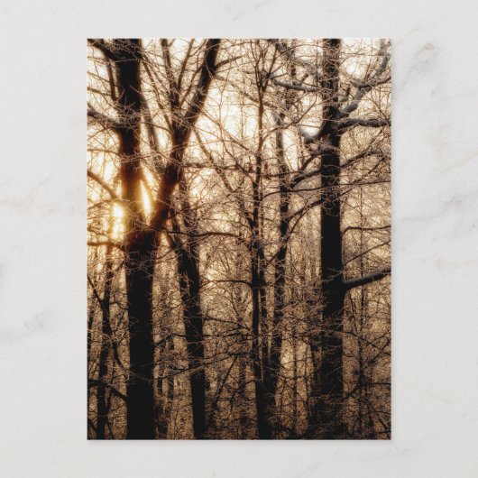 Icy Braches op Sunset Briefkaart (Voorkant)