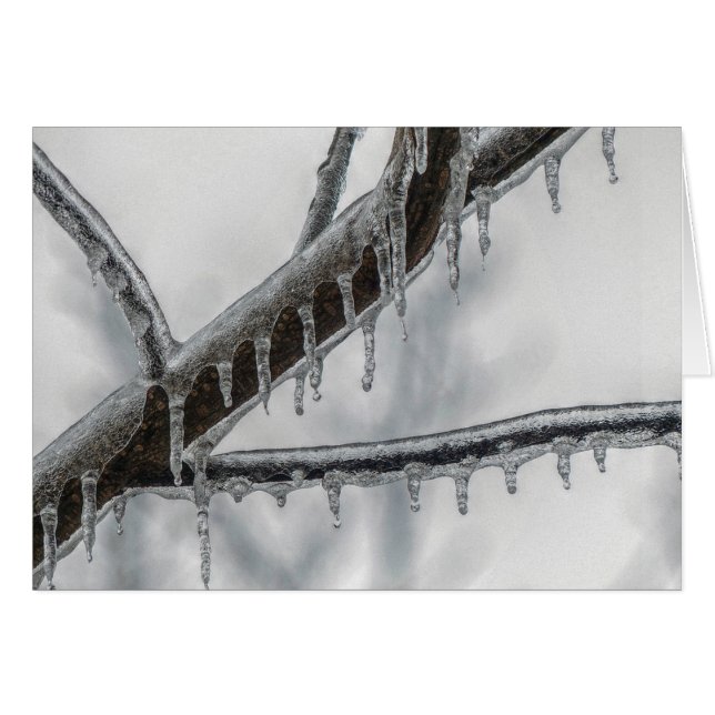 Icy Branch (Voorkant Horizontaal)