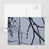 Icy Branches Winter Natuur Briefkaart (Voorkant / Achterkant)