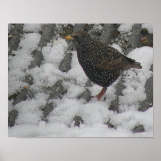 Icy Feet Spreeuwenprint Poster (Voorkant)