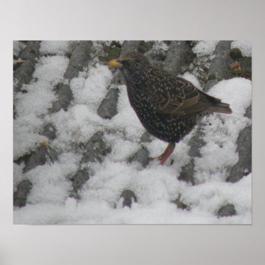 Icy Feet Starling Print (Voorkant)