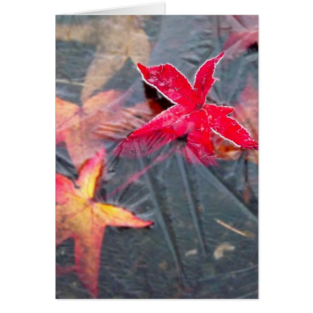 Icy Leaves (Voorkant)