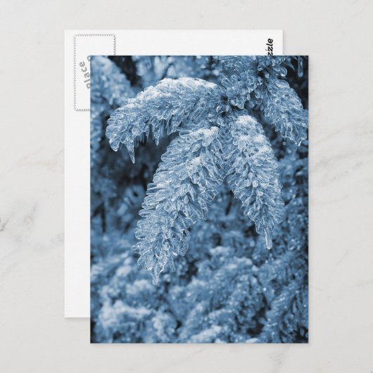 Icy Pine Briefkaart (Voorkant / Achterkant)