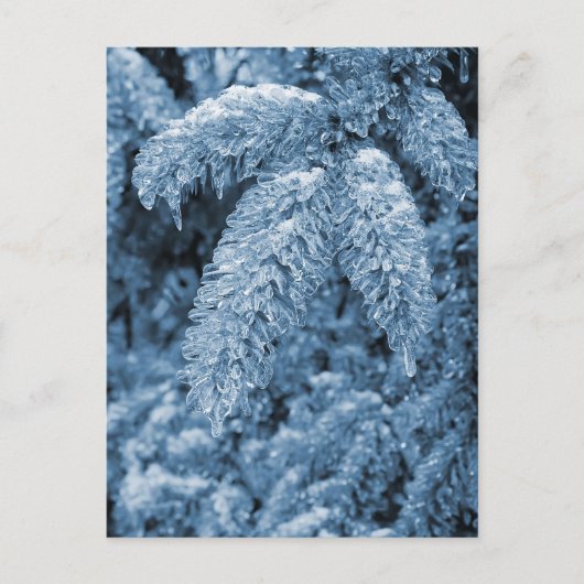 Icy Pine Briefkaart (Voorkant)