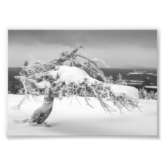 Icy twisted pine Tree foto print Afdruk (Voorkant)