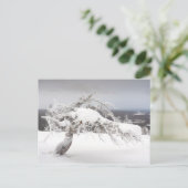 Icy twisted pine tree in Lapland briefkaart (Staand voorkant)