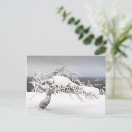 Icy twisted pine tree in Lapland briefkaart (Staand voorkant)