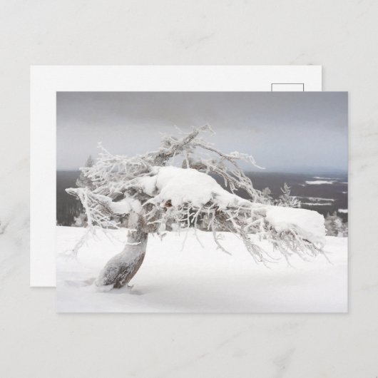 Icy twisted pine tree in Lapland briefkaart (Voorkant / Achterkant)