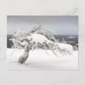 Icy twisted pine tree in Lapland briefkaart (Voorkant)