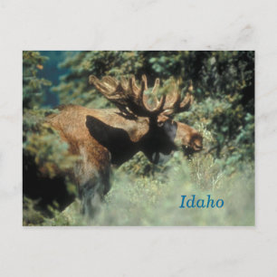 Idaho bull briefkaart