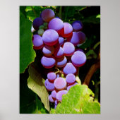 Idaho Concord Grapes Poster (Voorkant)