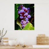 Idaho Concord Grapes Poster (Keuken)