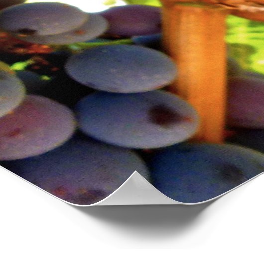 Idaho Concord Grapes Poster (Hoek)