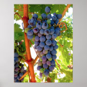 Idaho Concord Grapes Poster (Voorkant)