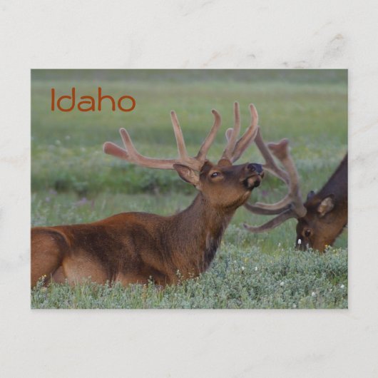 Idaho elk briefkaart (Voorkant)