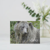 Idaho grizzly beer briefkaart (Staand voorkant)