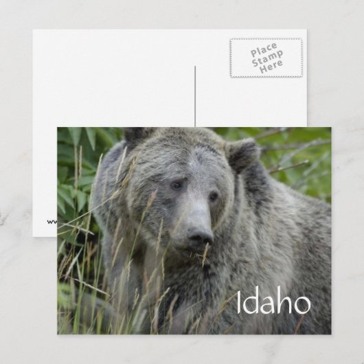Idaho grizzly beer briefkaart (Voorkant / Achterkant)