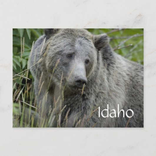 Idaho grizzly beer briefkaart (Voorkant)