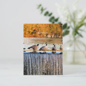 Idaho Herfsten, Canadese ganzen, Briefkaart (Staand voorkant)