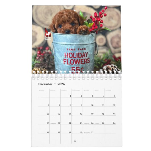 Idaho Jewels Poodles | 2026 Calendar Kalender (Dec 2026)