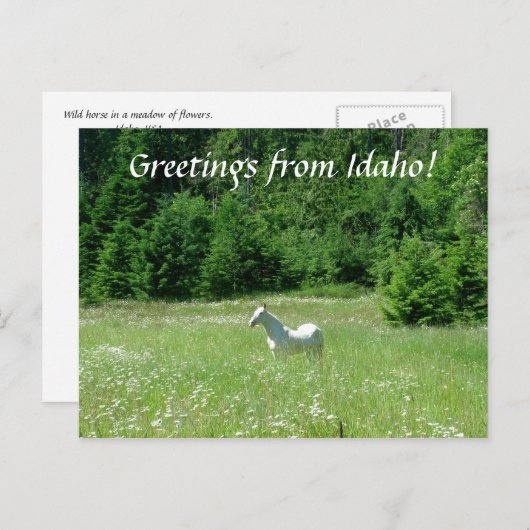 Idaho Meadow - Briefkaart (Voorkant / Achterkant)