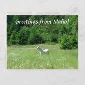 Idaho Meadow - Briefkaart (Voorkant)