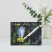 Idaho State Bird - Mountain Bluebird Briefkaart (Staand voorkant)