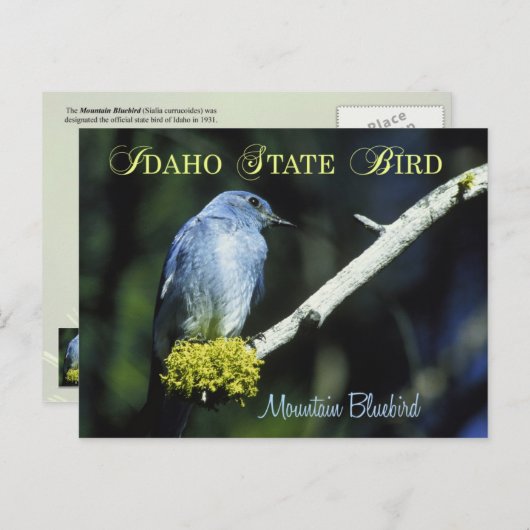Idaho State Bird - Mountain Bluebird Briefkaart (Voorkant / Achterkant)