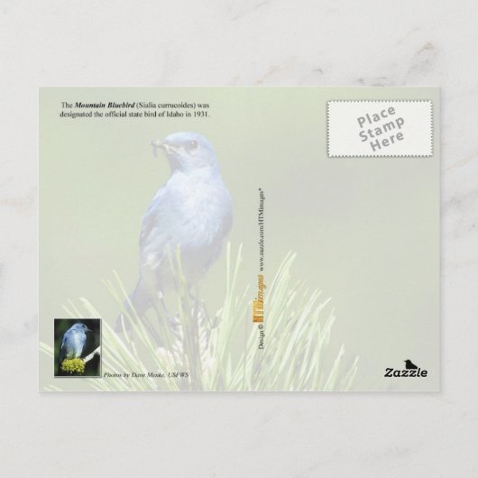 Idaho State Bird - Mountain Bluebird Briefkaart (Achterkant)