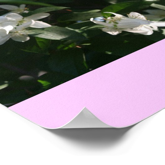 Idaho State Flower, de Syringa Poster (Hoek)